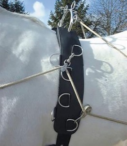 Pas do lonżowania wielofunkcyjny Felix Brasseur