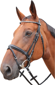 Ogłowie sportowe Kentaur Springfield