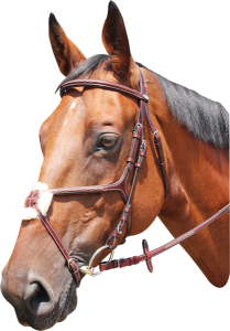 Ogłowie meksykańskie Kentaur Knoxville