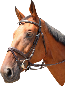 Ogłowie sportowe Kentaur Marysville